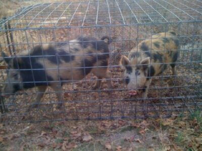 How to Wrestle a Wild Hog on to Your Dinner Table and Other Sustainable Living Practices Image